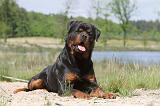 ROTTWEILER 304